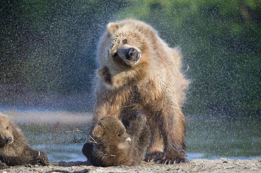 Фото Животных В Природе В Высоком Качестве