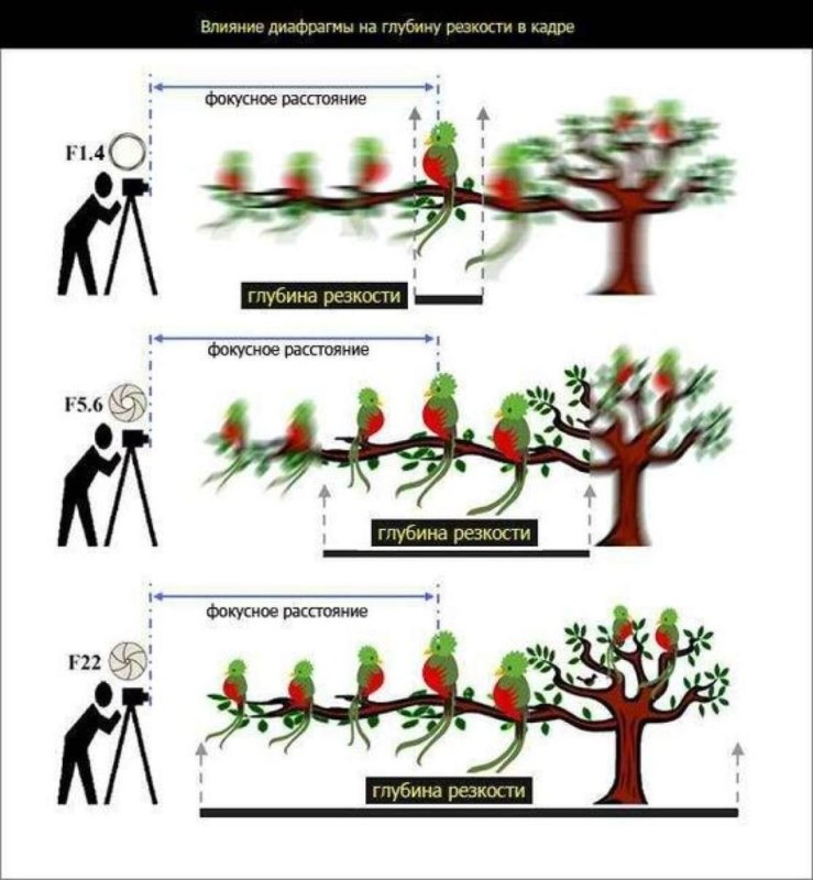 Влияние диафрагмы на глубину резкости в кадре - фото